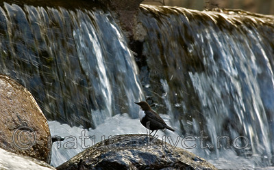 BB 05 0285 / Cinclus cinclus / Fossekall